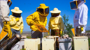 Petrosino, Corso base di apicoltura con full Immersion: una nuova opportunità tra natura, lavoro e passione