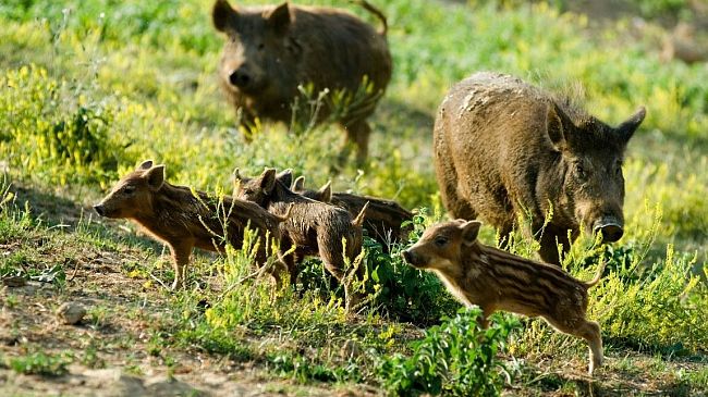 Mazara, aumenta la presenza di cinghiali nel territorio. La Regione approva Piano proposto dal WWF.