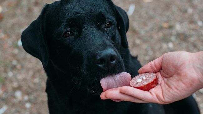Avvelenato un cane e Tre Fontane: la dura condanna del sindaco Castiglione