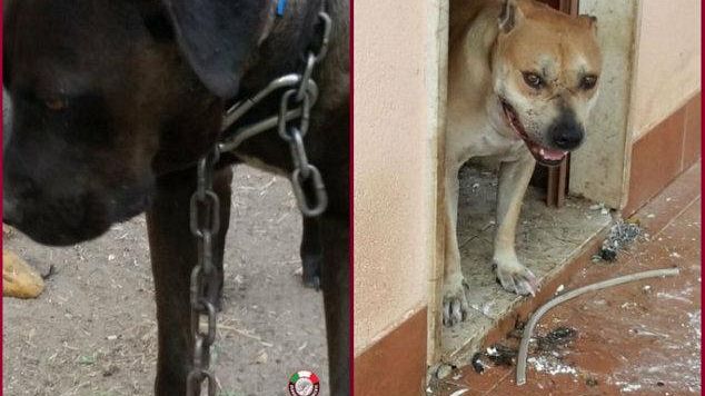 TRAPANI – Combattimenti tra cani, le guardie per l’ambiente salvano tre pitbull