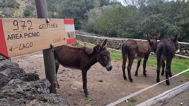 Festival Pantelleria Asinabile