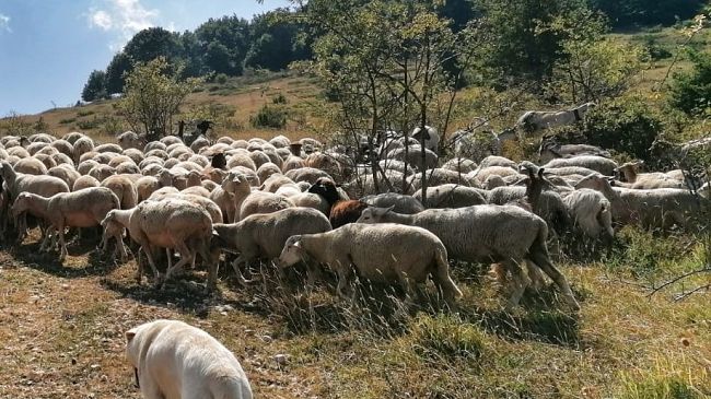 “Un cartello del latte” fra i progetti del mandamento mafioso di Mazara del Vallo