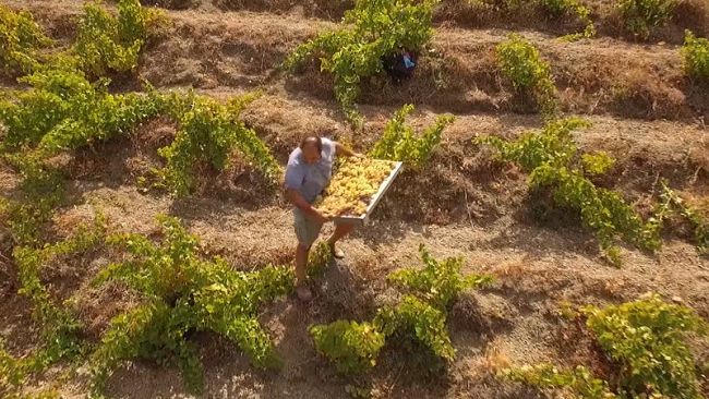 Pantelleria Vitata e Sostenibile: prorogati i termini per inviare le candidature
