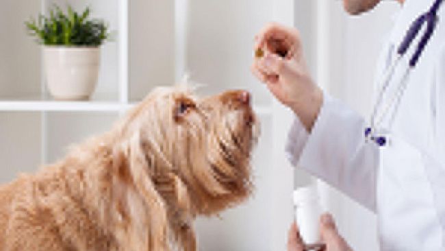 Prima Pagina Pet-ISOXAZOLINE: una vera innovazione nella lotta ai parassiti del cane e del gatto