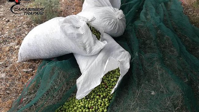 Sorpresi a rubare olive, in 4 arrestati dai Carabinieri