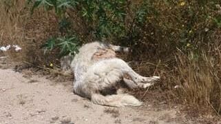 Un cane morto da giorni sulla Statale 115 e nessuno se ne accorge. A chi spetta rimuoverlo?