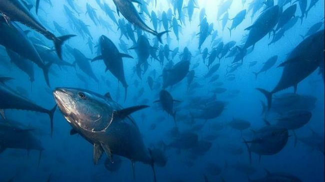 Una petizione all’UE a favore della pesca del Tonno. il Sindaco Adamo a difesa della marineria marsalese e siciliana