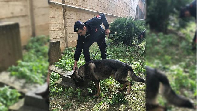 Alcamo. Attenzione ai giovani e contrasto alla droga: i Carabinieri trovano marijuana in una scuola