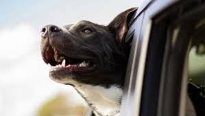 orrore-a-castelvetrano-cane-precipita-da-un-camion-e-finisce-su-unauto-in-transito