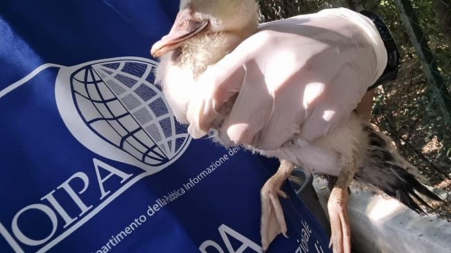 Mistero sulla morte di tre anatre alla Villa Margherita