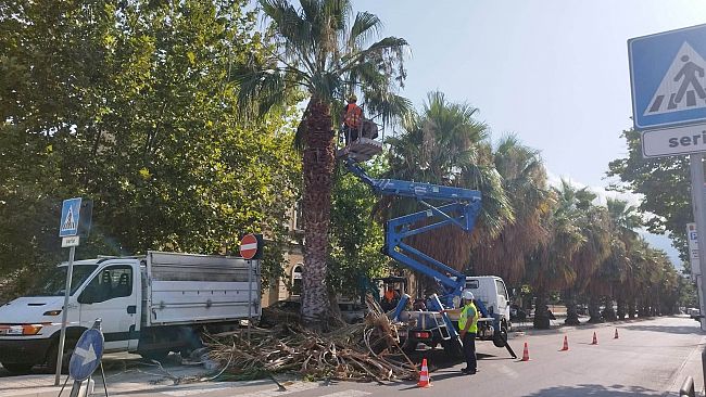 ​Trapani, avviata la potatura di palme e platani in Corso Mattarella
