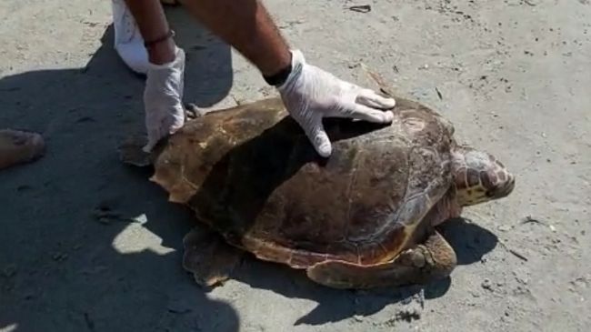 Liberata tartaruga presso il lido Buxutu del litorale di San Vito