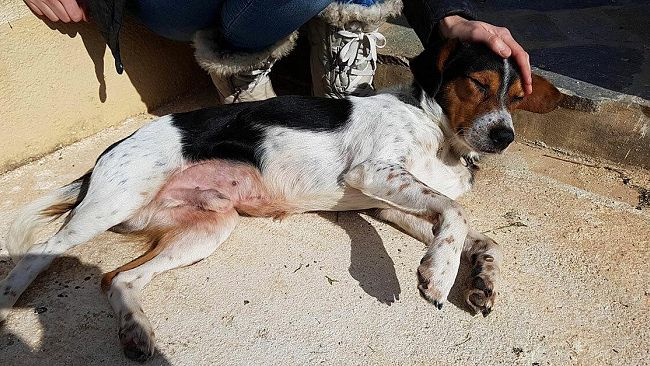 Un nosto lettore ci segnala il rinvenimento di questo cane presso la fine di via Giovanni Lozano