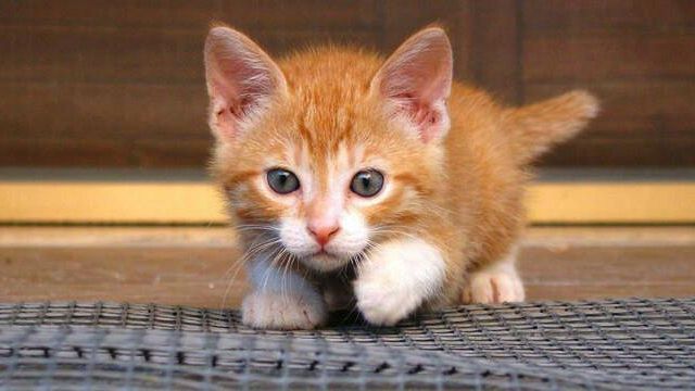 Prima pagina Pet- Quando il gattino starnutisce: la rinotracheite infettiva