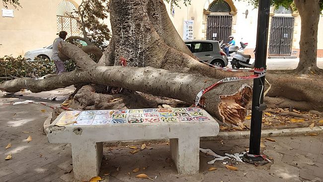 Mazara, interrogazione del consigliere Gaiazzo su “sicurezza alberi in città”