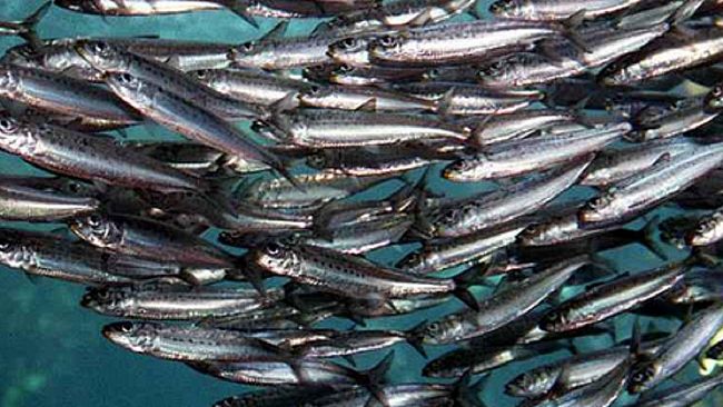 Agricoltura e non solo…prodotti ittici per le carenze nutrizionali