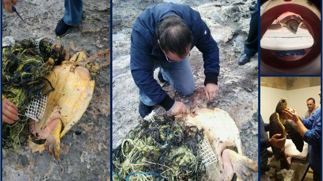 Non ce l’ha fatta la tartaruga recuperata 5 giorni fa a Favignana  e soccorsa dallo staff del Centro di primo Soccorso. Uccisa dalla plastica, il killer degli oceani