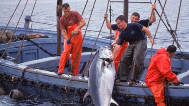 Quote tonno per pochi? decisione del Governo Renzi danneggia pescatori marsalesi