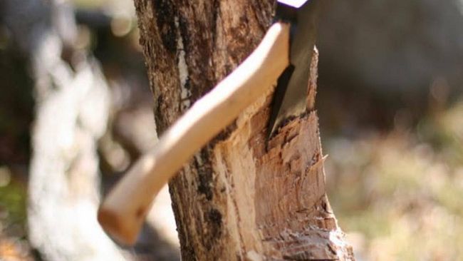 “Progettiamo Marsala” interviene su questione abbattimento alberi