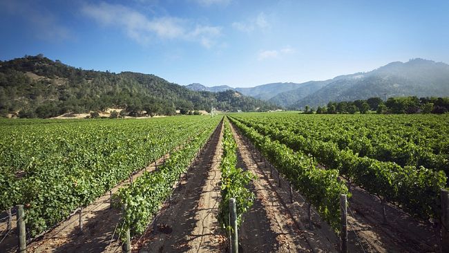 CIA Sicilia Occidentale, Vino da tavola: abbassamento rese vitale per il comparto