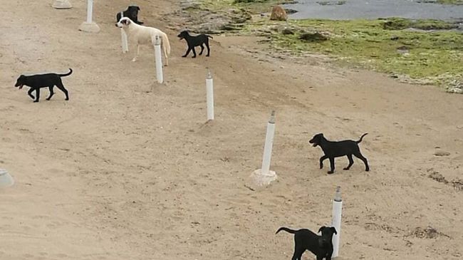 #mazarasipuò… Risolvere il problema del randagismo in città e periferia