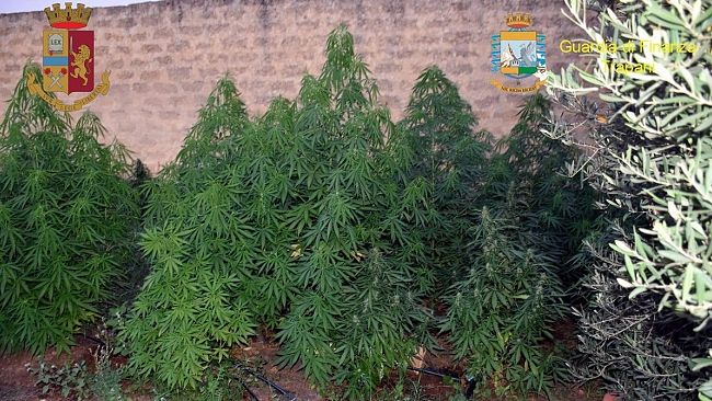 Coltivavano piante di marijuana. Due mazaresi fermati da P.S. e GdF