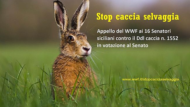No alla riforma della caccia, fronte compatto del Wwf in Sicilia e appello ai senatori
