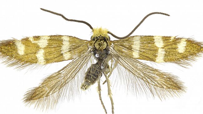 Scoperta a Pantelleria una nuova specie di insetto: si chiama Micropterix vulcanica
