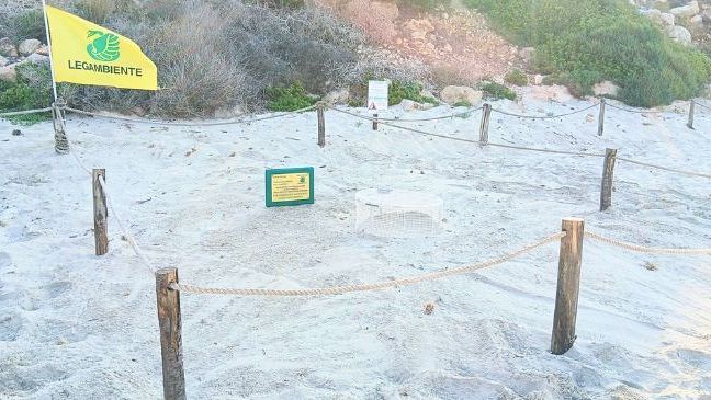 lampedusa-registrata-la-prima-deposizione-dellanno-di-tartaruga-caretta-caretta
