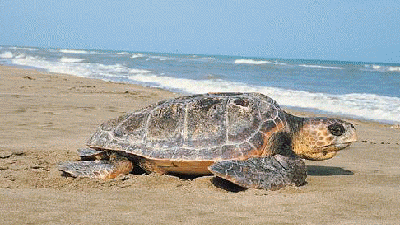 Avvistata una tartaruga caretta caretta a Pozzitello
