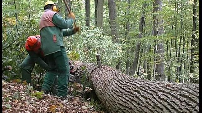 Tagli sulla Finanziaria. Da domani i Forestali scendono in piazza a Palermo