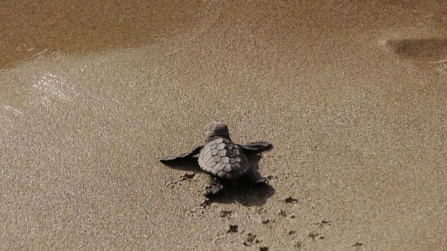 Petrosino, sulla spiaggia di Sibiliana si schiudono le uova di tartarughe Caretta caretta