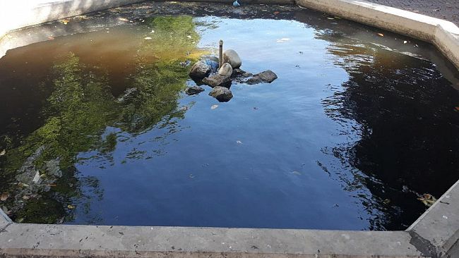 Trapani, nuovo blitz di Enrico Rizzi: sequestrate anche le tartarughe di Piazza Ciaccio Montalto