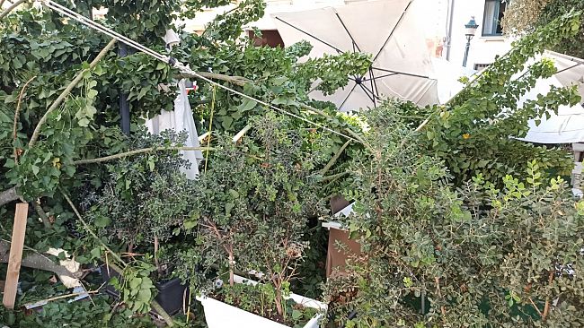 Trapani, cede un'eritrina: danneggiata attività di ristorazione