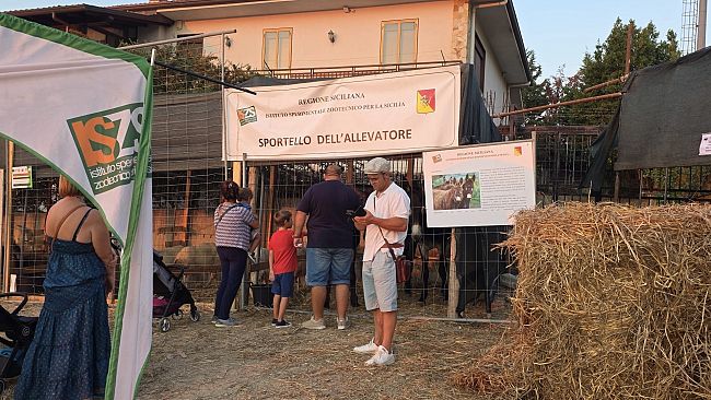 a-san-giuseppe-jato-243-anni-di-storia-per-la-mostra-degli-animali-della-valle-dello-jato