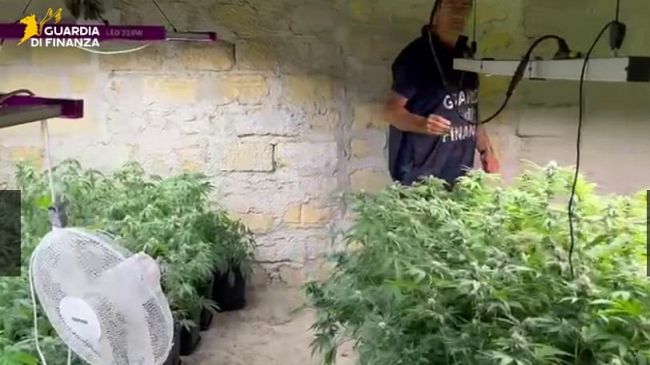 Scoperta dalla GdF una piantagione di oltre 900 piante di marijuana