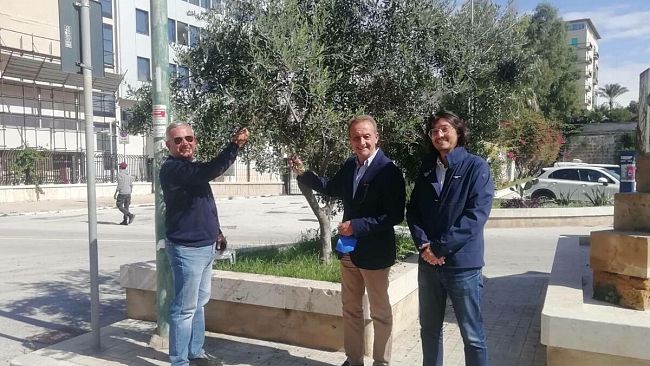 Raccolta olive terreni comunali, parte dell'olio andrà alle famiglie bisognose