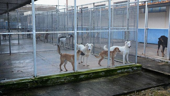 “Il rifugio sanitario di Mazara un esempio per tutta la provincia”. In due anni catturati oltre 500 cani