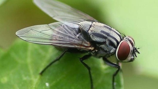 “Detti e stradetti”, modi di dire trapanesi: «Ogni ficateddro di musca fa sustanza»