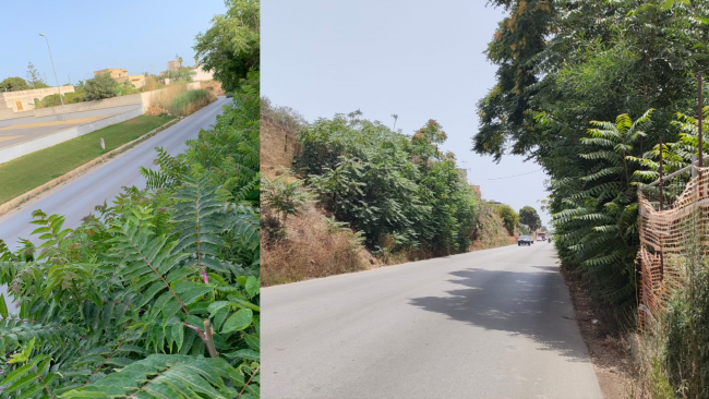 Mazara, l'Amministrazione annuncia il via alla diserbatura delle strade di tutto il territorio