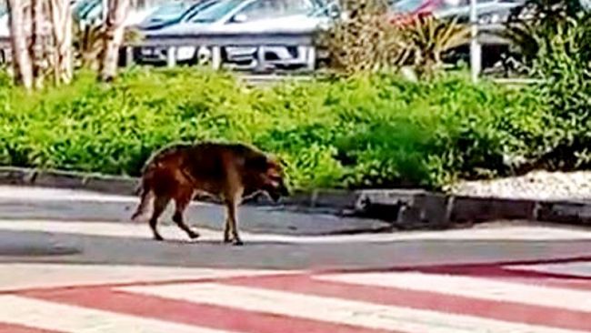 (VIDEO) Cane randagio in agonia all'aeroporto di Trapani-Birgi: lo scempio della Sicilia