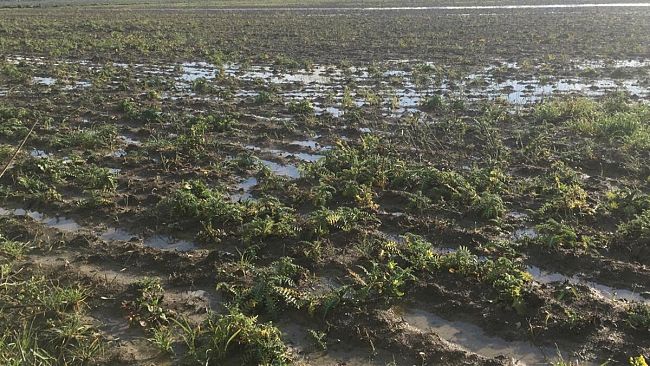 «Ristori immediati dalla Regione», a rischio coltura dell'aglio rosso di Nubia