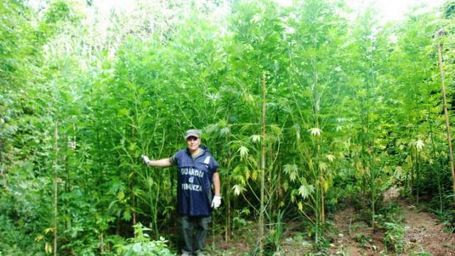 Petrosino, scoperta dalla GdF di Mazara una piantagione composta da 270 piante di canapa indiana. Tre denunciati