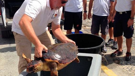Mazara del Vallo: liberata tartaruga Caretta Caretta