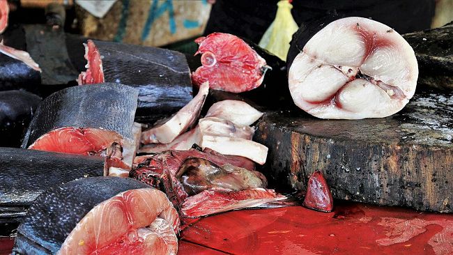 Agripesca, Toni Scilla: “Pesca del Tonno Rosso risorsa essenziale  per il rilancio socio economico dell’Italia”