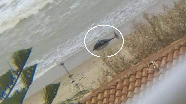 Alcamo, cucciolo di delfino muore spiaggiato