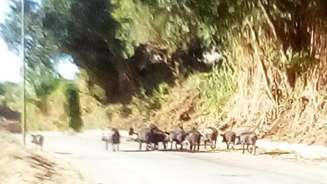 Suini neri siciliani fuggiti a Salemi, Palmeri (Attiva Sicilia): “Sospendere gli abbattimenti”