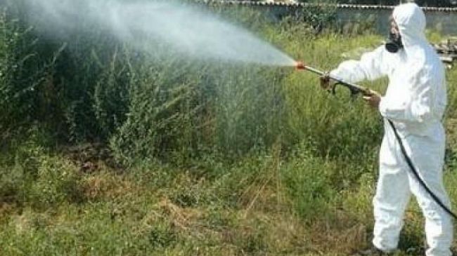 Erice: Secondo servizio di disinfestazione