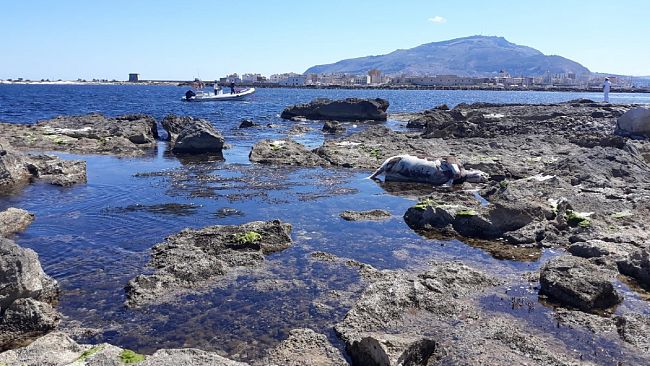 Trapani, impossibile rimuovere la carcassa della mucca ritrovata sugli scogli