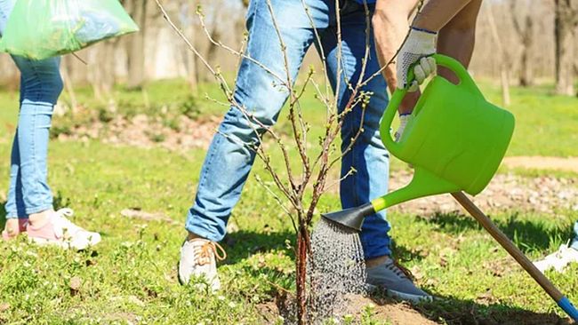 La ditta Gaspare Mirrione Spa dona centinaia di alberi alla città di Castelvetrano, giovedi al via la piantumazione